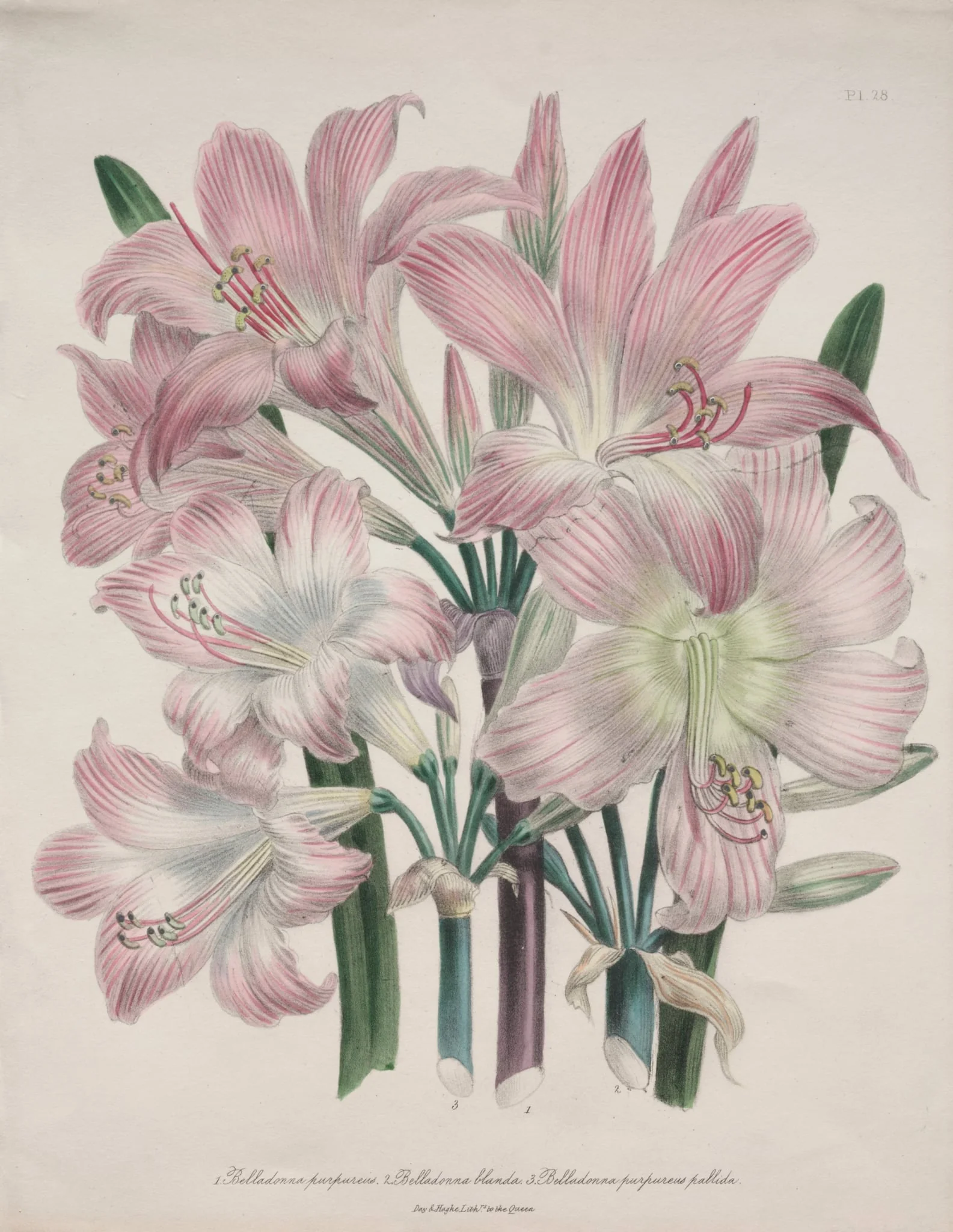 Belladonna Lily: Amaryllis belladonna, detail