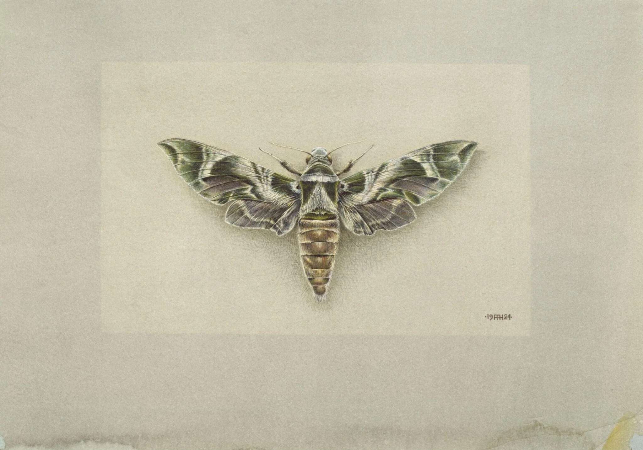 The Oleander Moth, detail