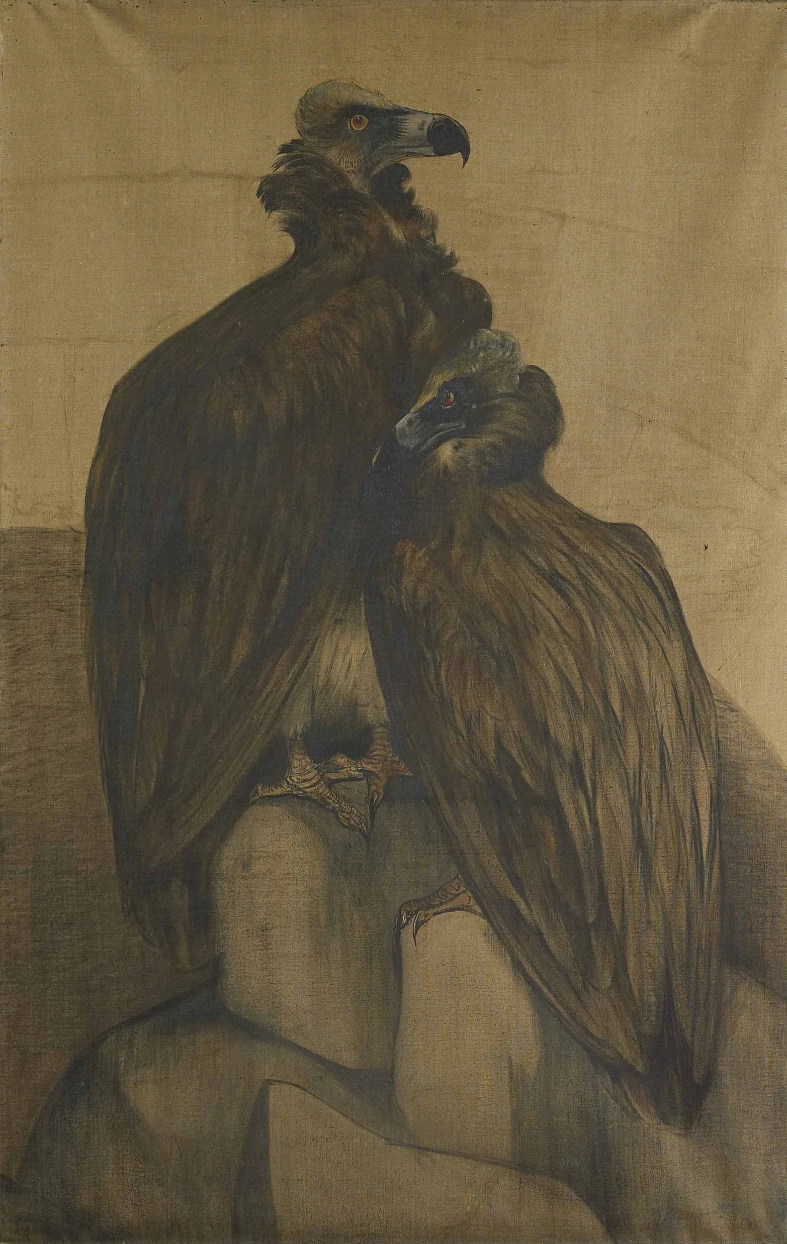 Two Arabian Vultures, detail