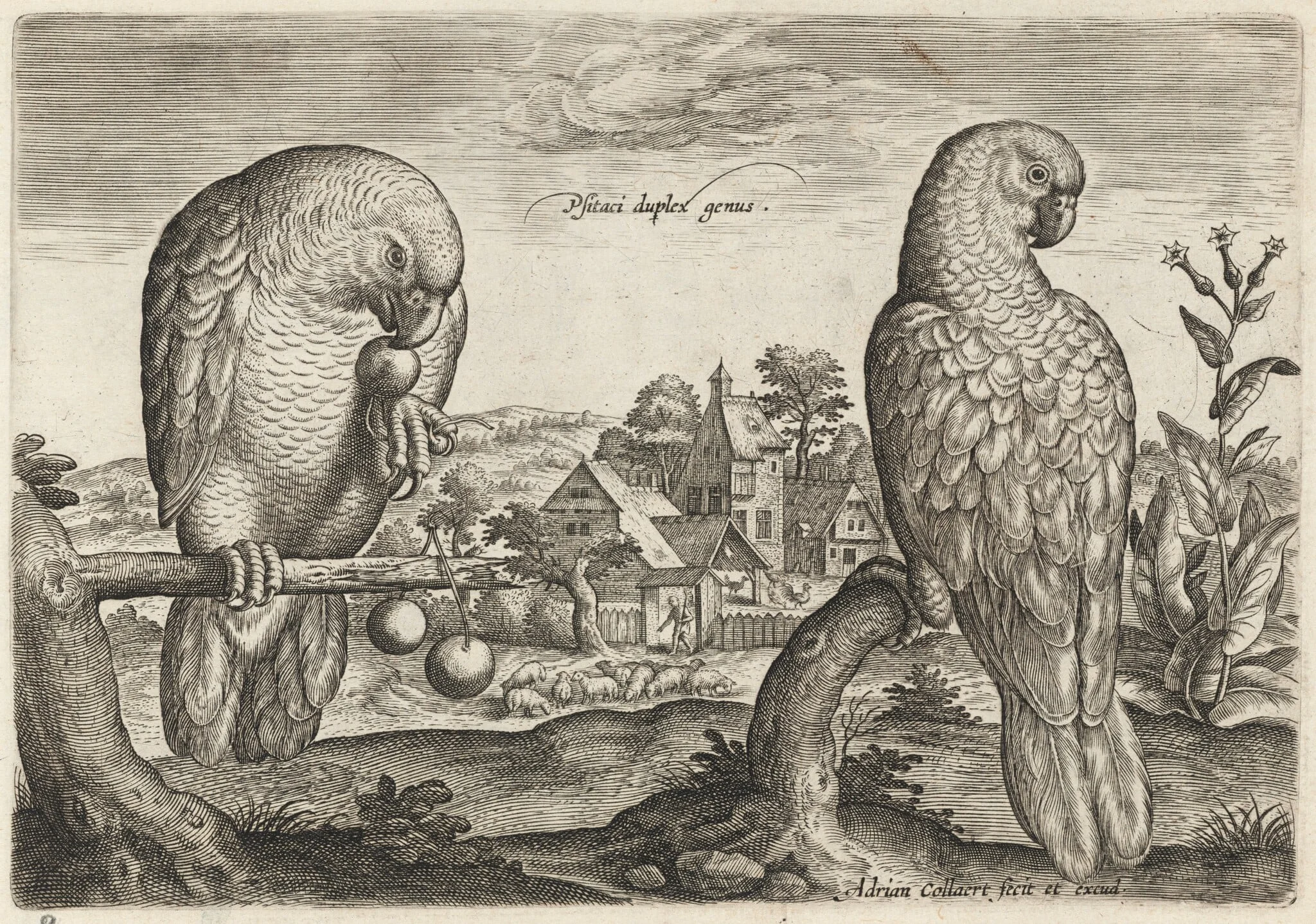 Two Grey Red-Tailed Parrots, detail