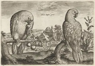 Two Grey Red-Tailed Parrots, by Adriaen Collaert, ink, 1600