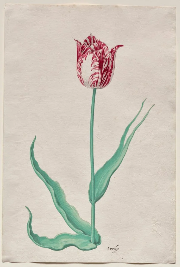 Study of a Tulip ('t roosje), detail