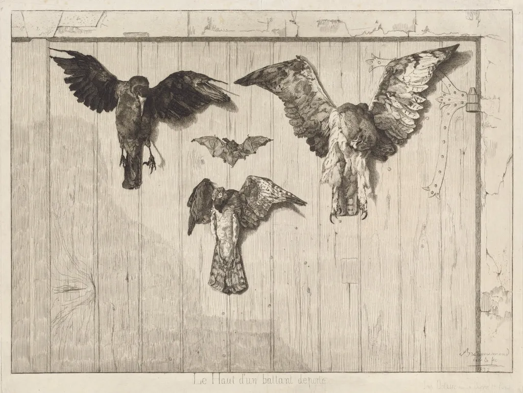 Le haut d'un battant de porte (Birds Nailed to a Barn Door), by Félix Bracquemond, ink, 1852