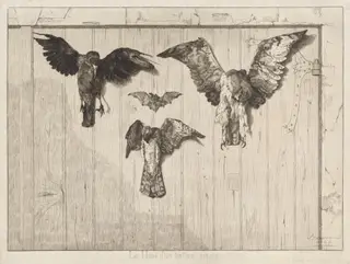 Le haut d'un battant de porte (Birds Nailed to a Barn Door), by Félix Bracquemond, ink, 1852