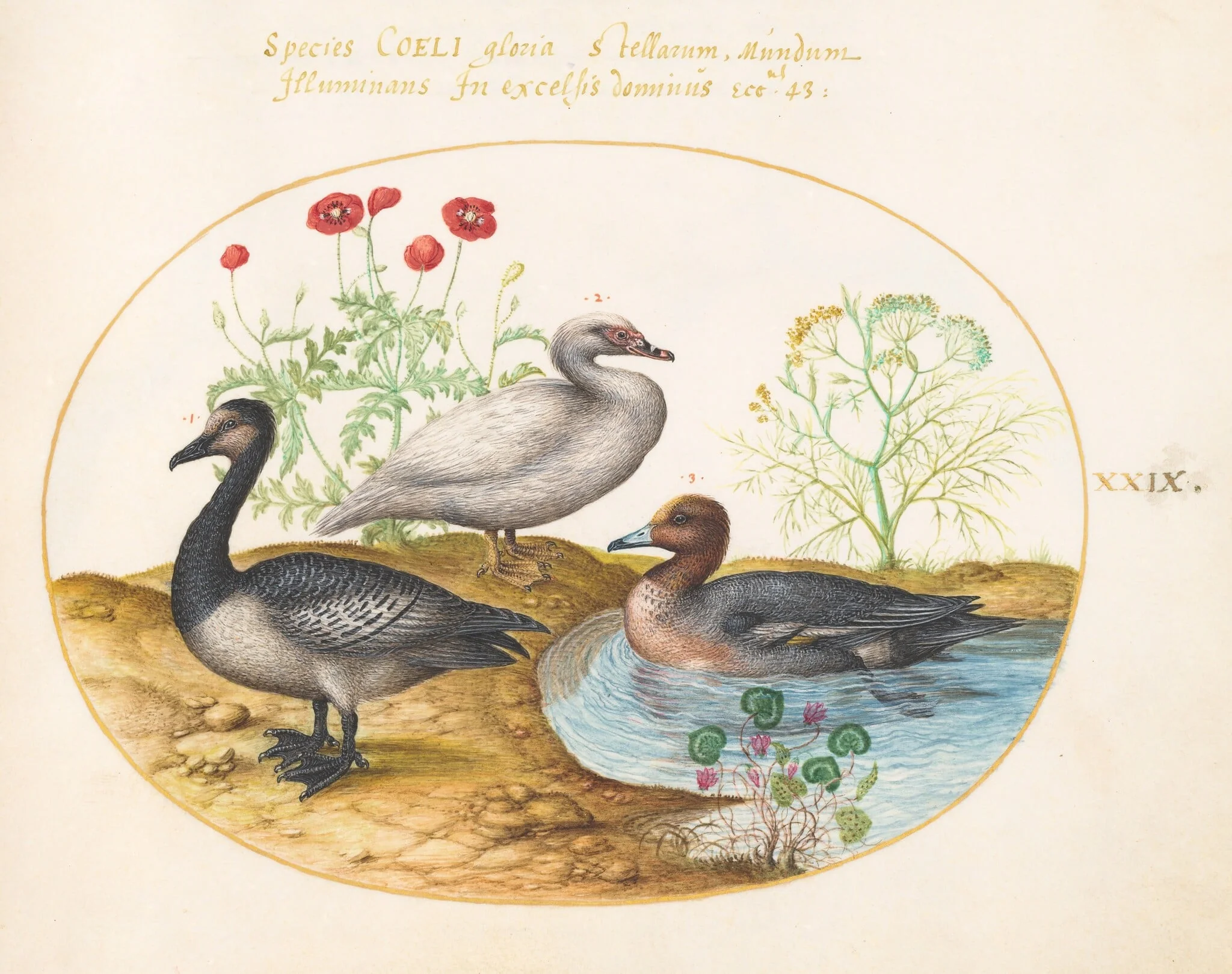 Plate 29: Geese with Poppies and a Cyclamen, detail