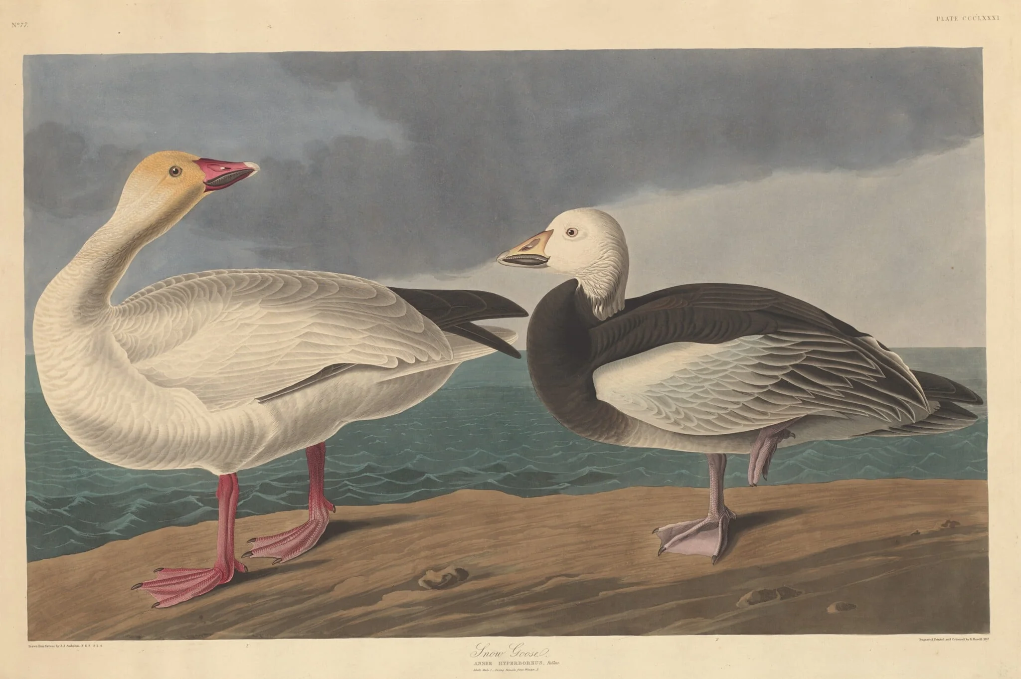 Snow Goose, detail