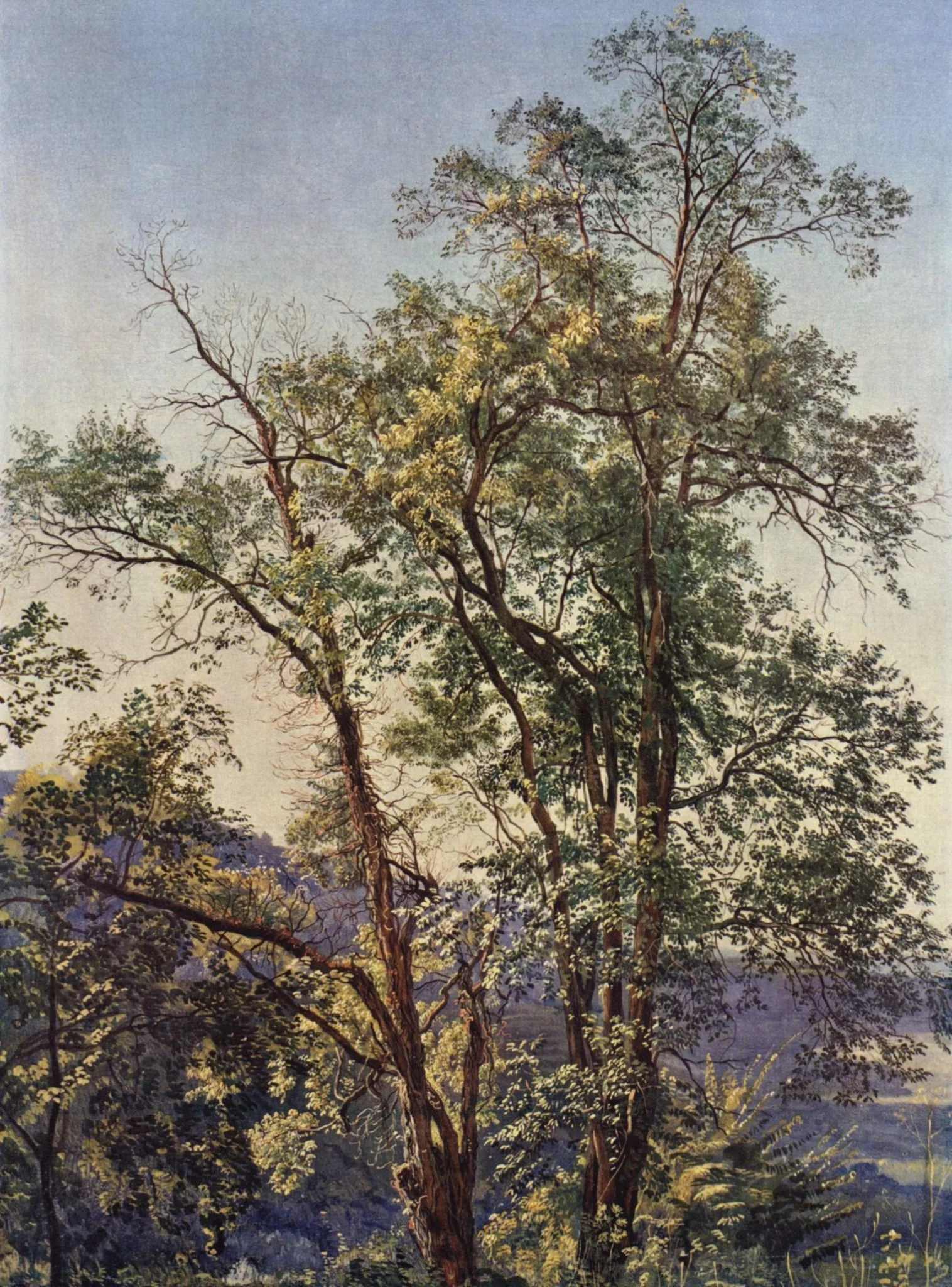 Olive Tree, detail