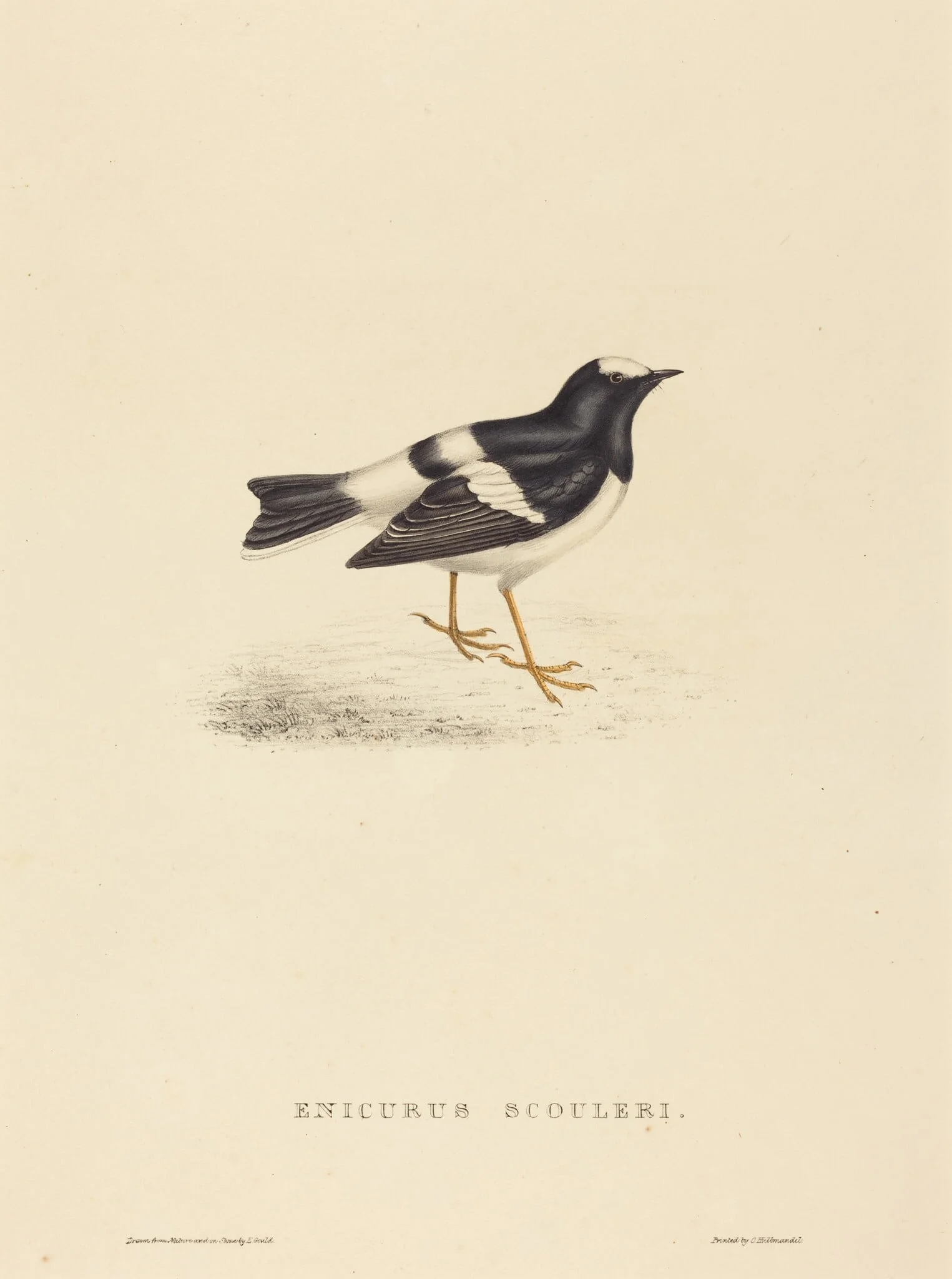 Enicurus Scouleri (Little Forktail), detail