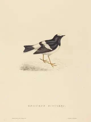 Enicurus Scouleri (Little Forktail), by Elizabeth Gould, ink, 1822