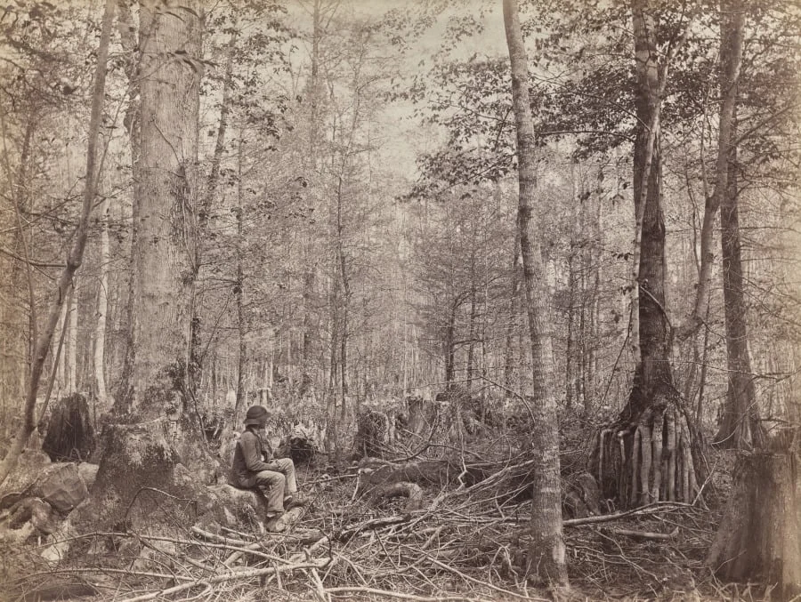 Great Dismal Swamp, Virginia, detail
