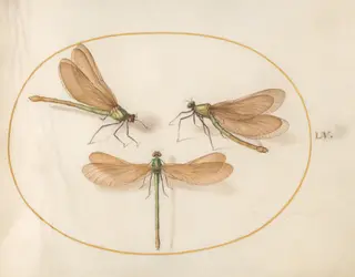 Plate 55: Three Green Damselflies with Brown Wings (Beautiful Desmoiselles?), by Joris Hoefnagel, gouache, 1594