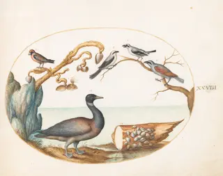 Plate 28: Barnacle Goose with Shrikes and Other Birds, by Joris Hoefnagel, gouache, 1594