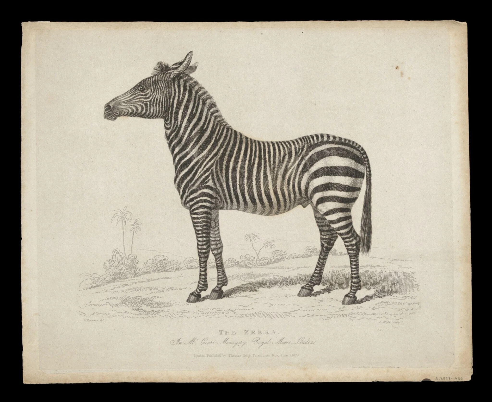 Print Collection, detail