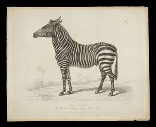Print Collection, by Panormo, 1