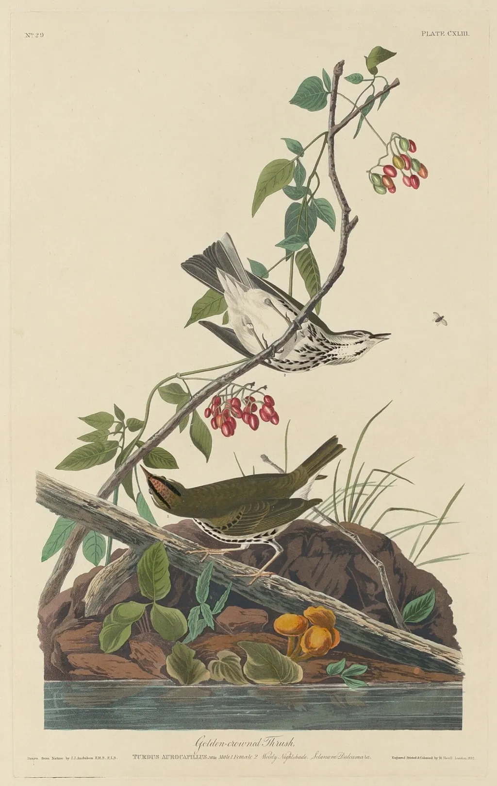 Golden-Crowned Thrush, by Havell, Jr., Robert, ink, 1832