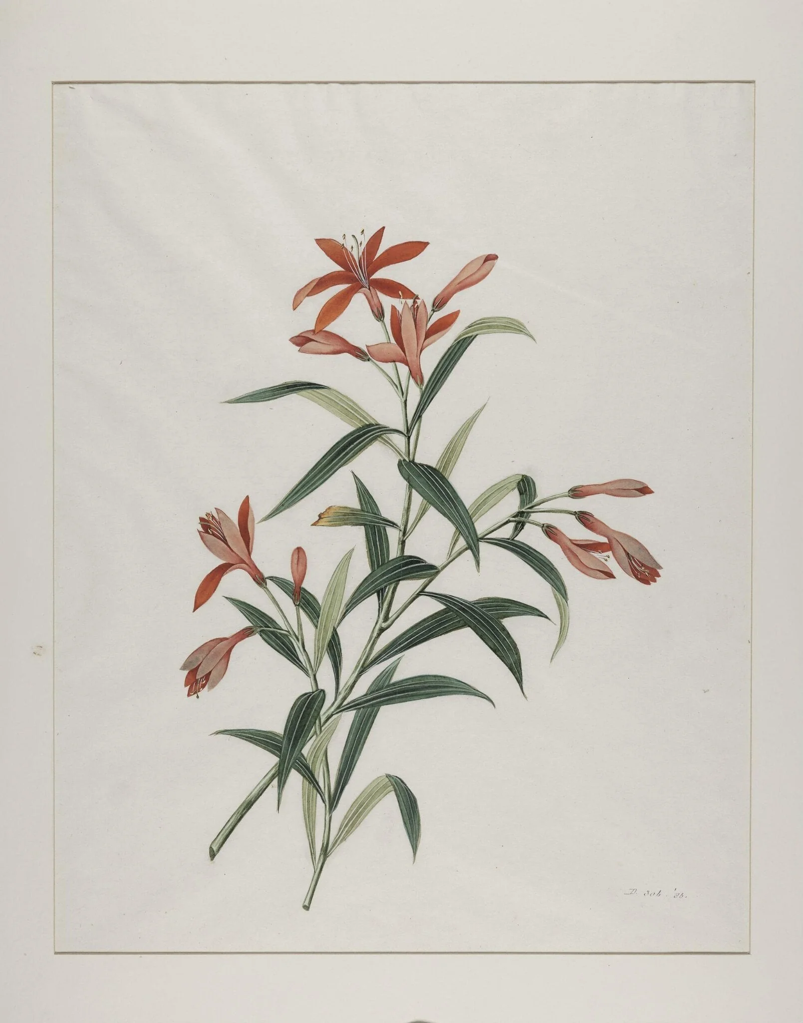 Common orange day lily (hemerocallis fulva), xuan cao, detail