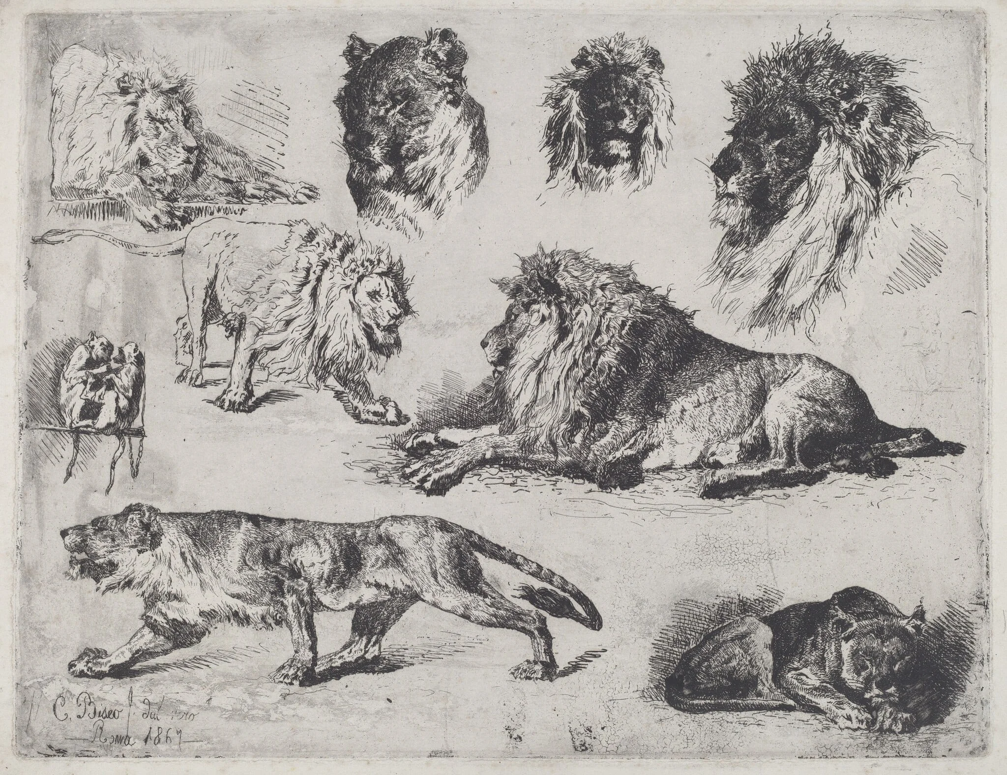 Study of Lions, detail