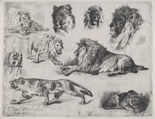 Study of Lions, by Cesare Biseo, ink, 1867