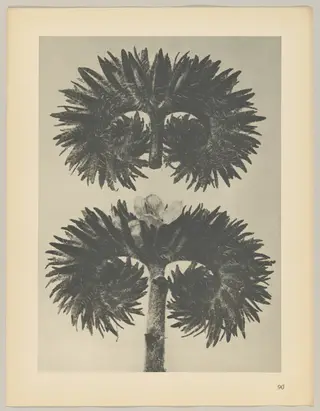 Phacelia tanacetifolia, by Karl Blossfeldt, 1928
