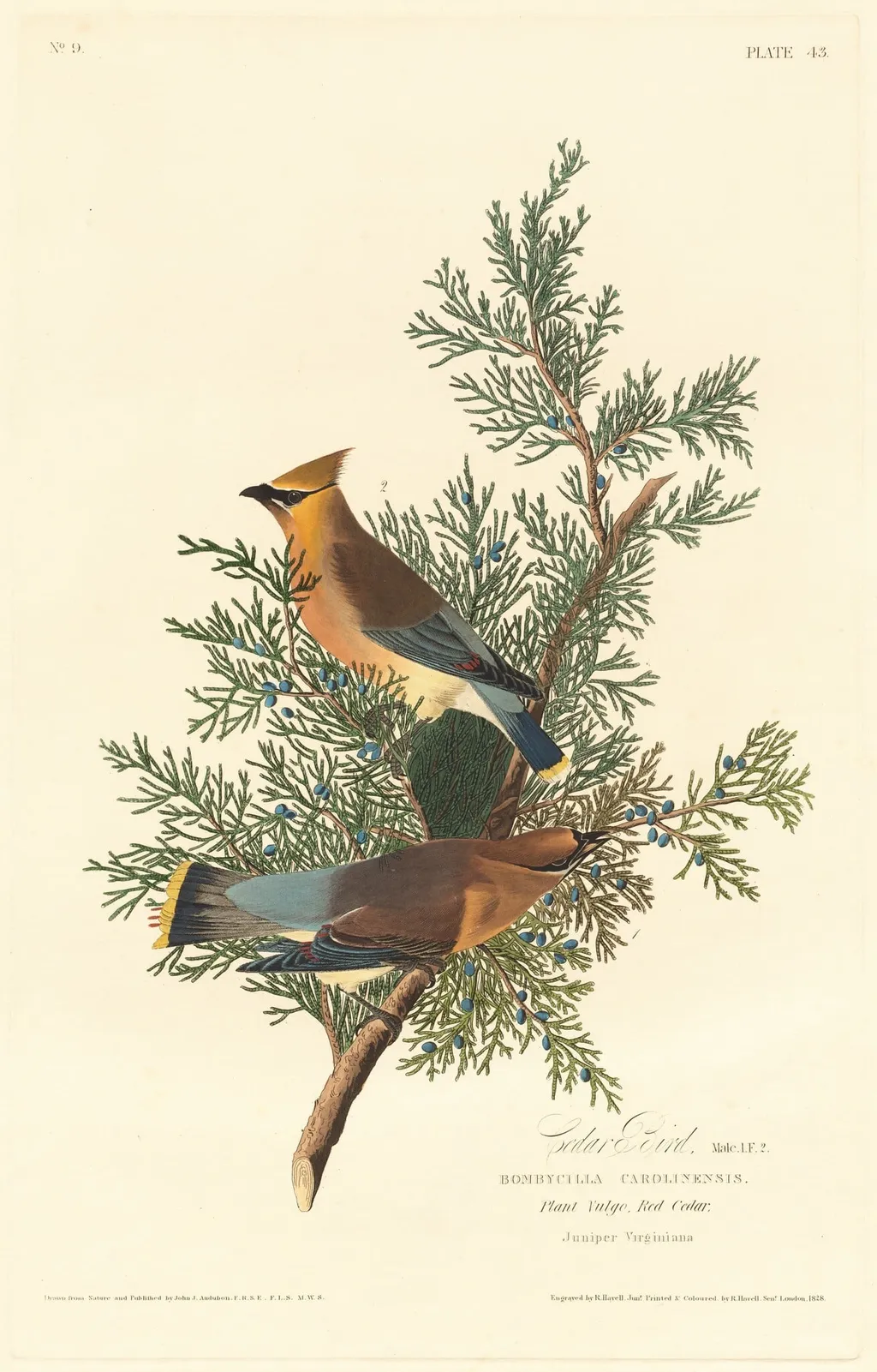 Cedar Bird, by Havell, Jr., Robert, ink, 1828