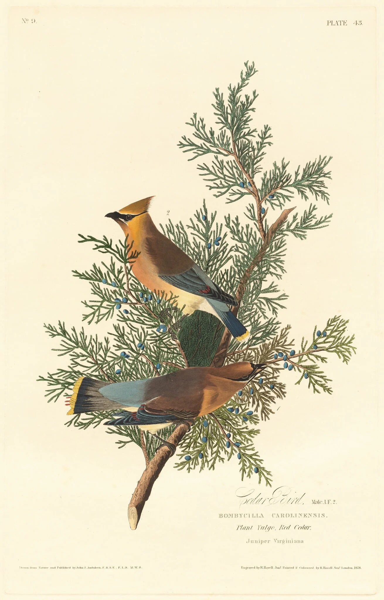 Cedar Bird, detail