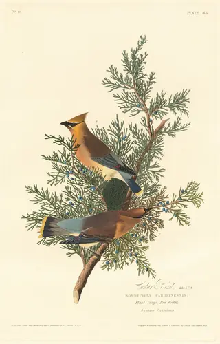 Cedar Bird, by Havell, Jr., Robert, ink, 1828