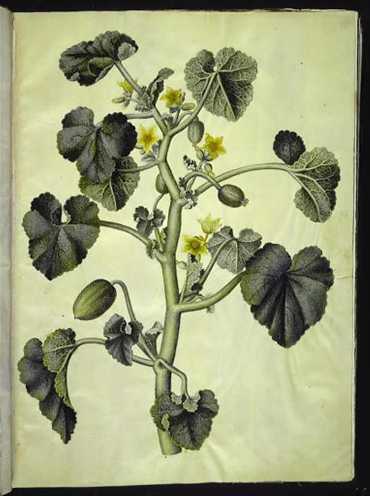 Ecballium elaterium (æselagurk), detail