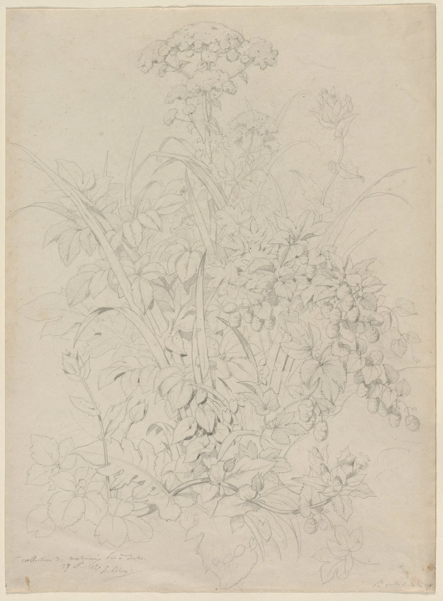 Plant Study, detail