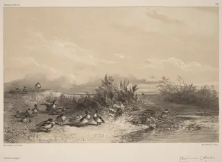 Canards Sauvages, by Karl Bodmer, ink, 1851