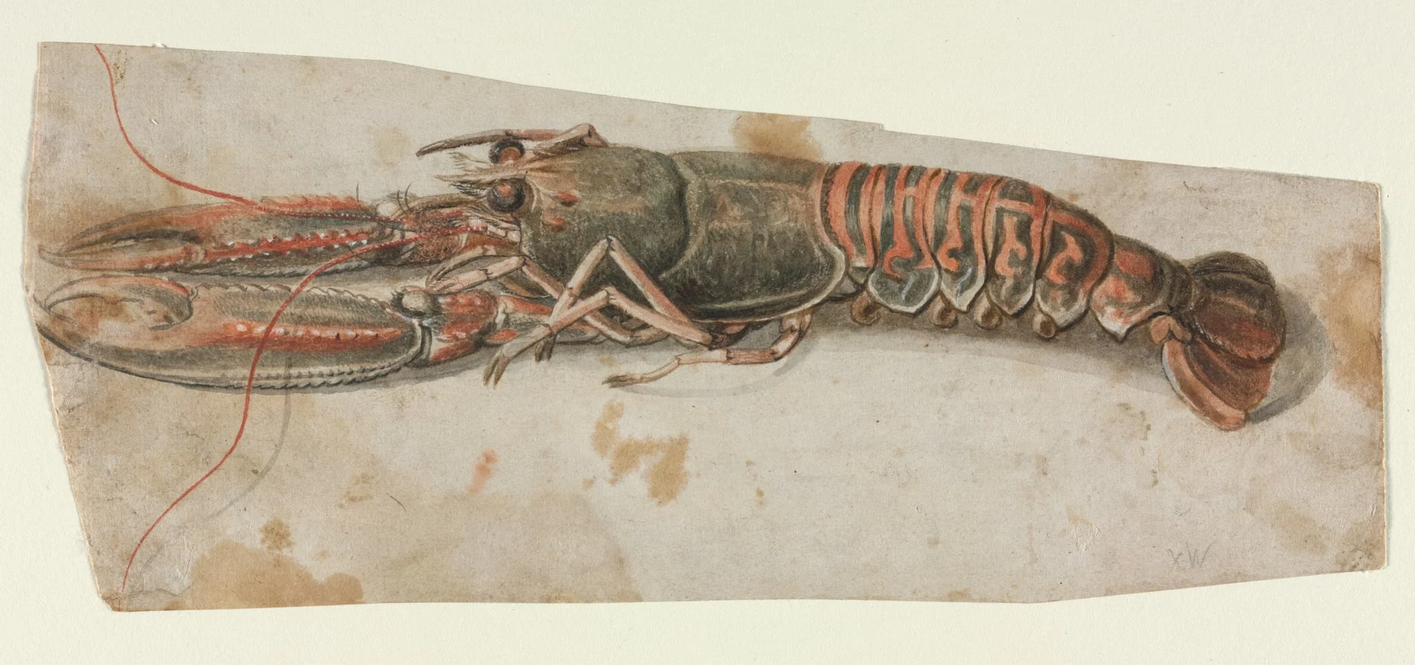 Lobster (recto), detail