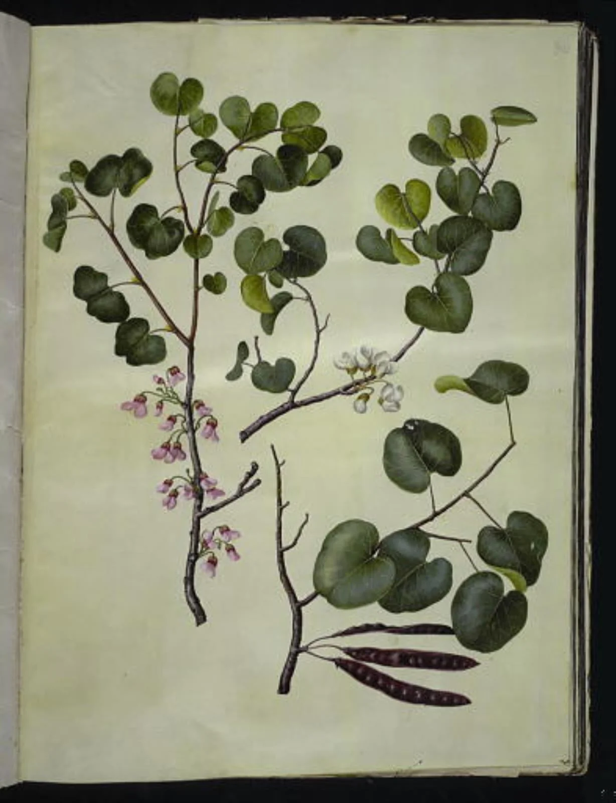 Cercis siliquastrum (almindelig judastræ), detail