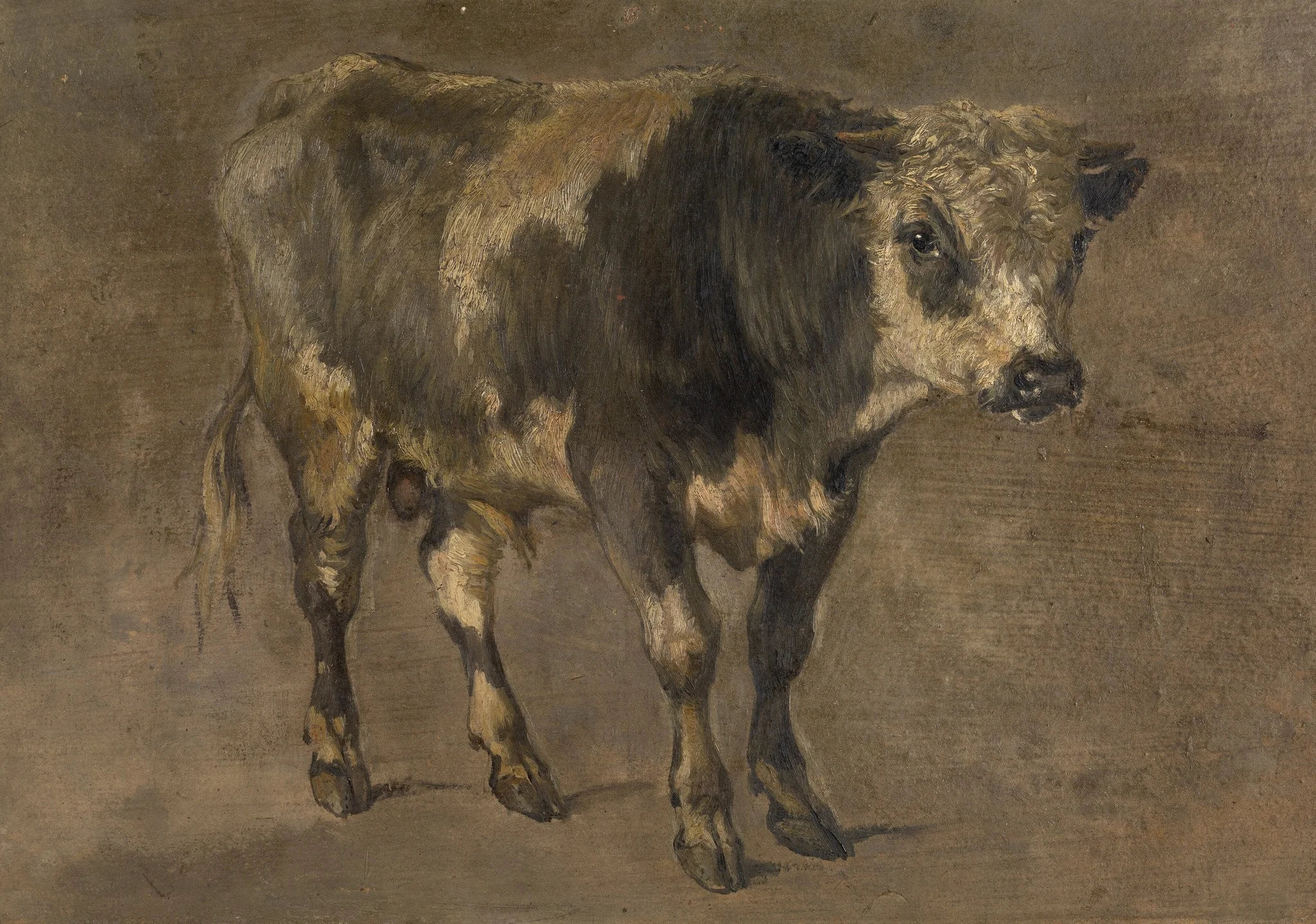 Bull, detail