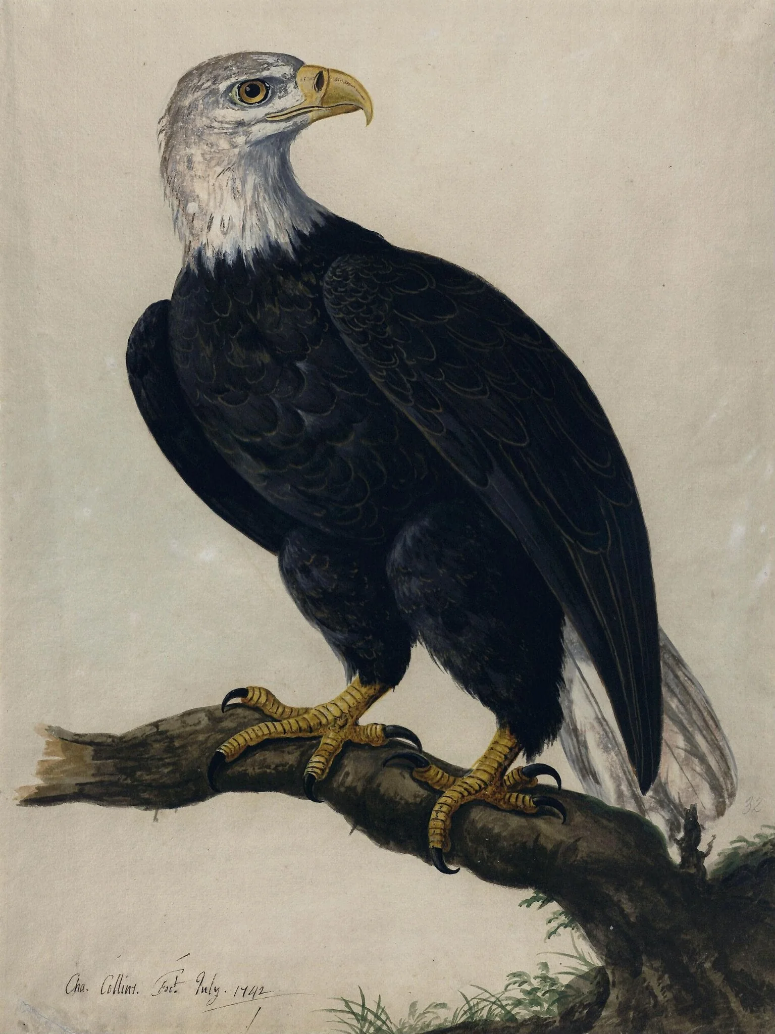 A White-headed Sea-eagle, detail