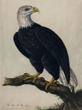 A White-headed Sea-eagle, by Charles Collins, watercolor, 1742