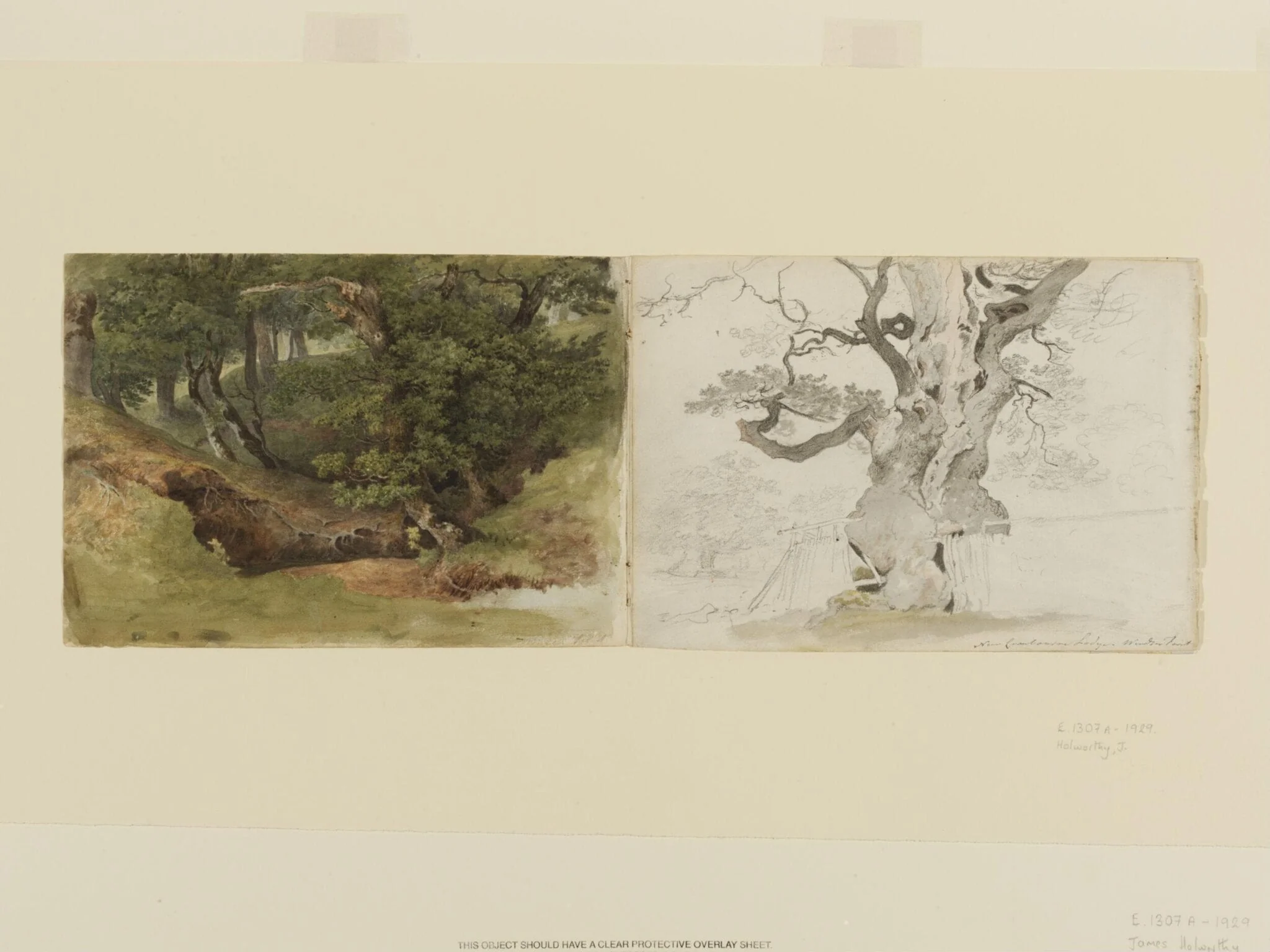 Windsor Forest, detail