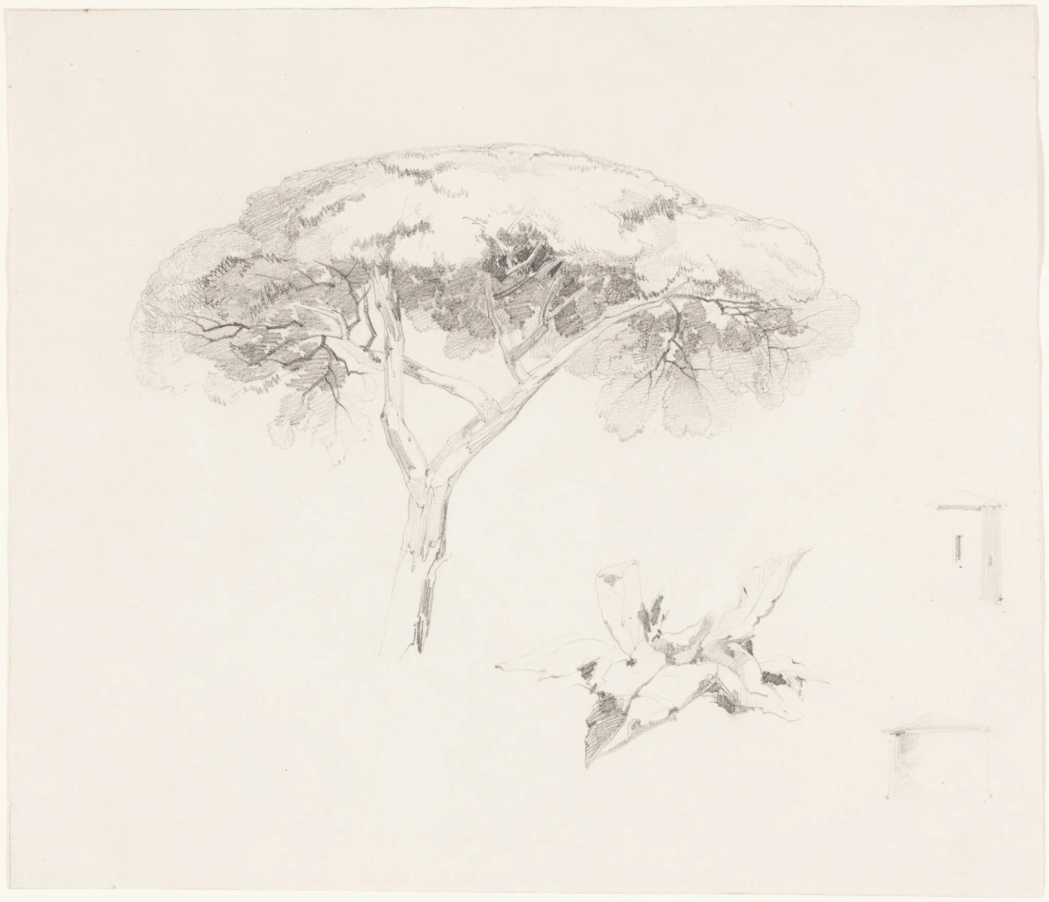 Umbrella Pine and Other Studies, detail