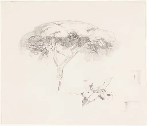 Umbrella Pine and Other Studies, by Edward Lear, graphite, 1842