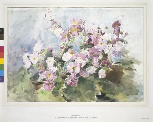 Primulas, by Francis Edward RWS James, watercolor, 1870