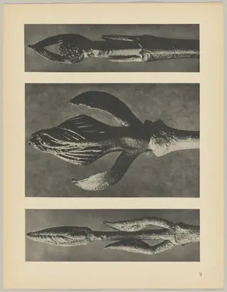 a Callicarpa dichotoma; b Fraxinus ornus; c Cornus pubescens, by Karl Blossfeldt, 1928