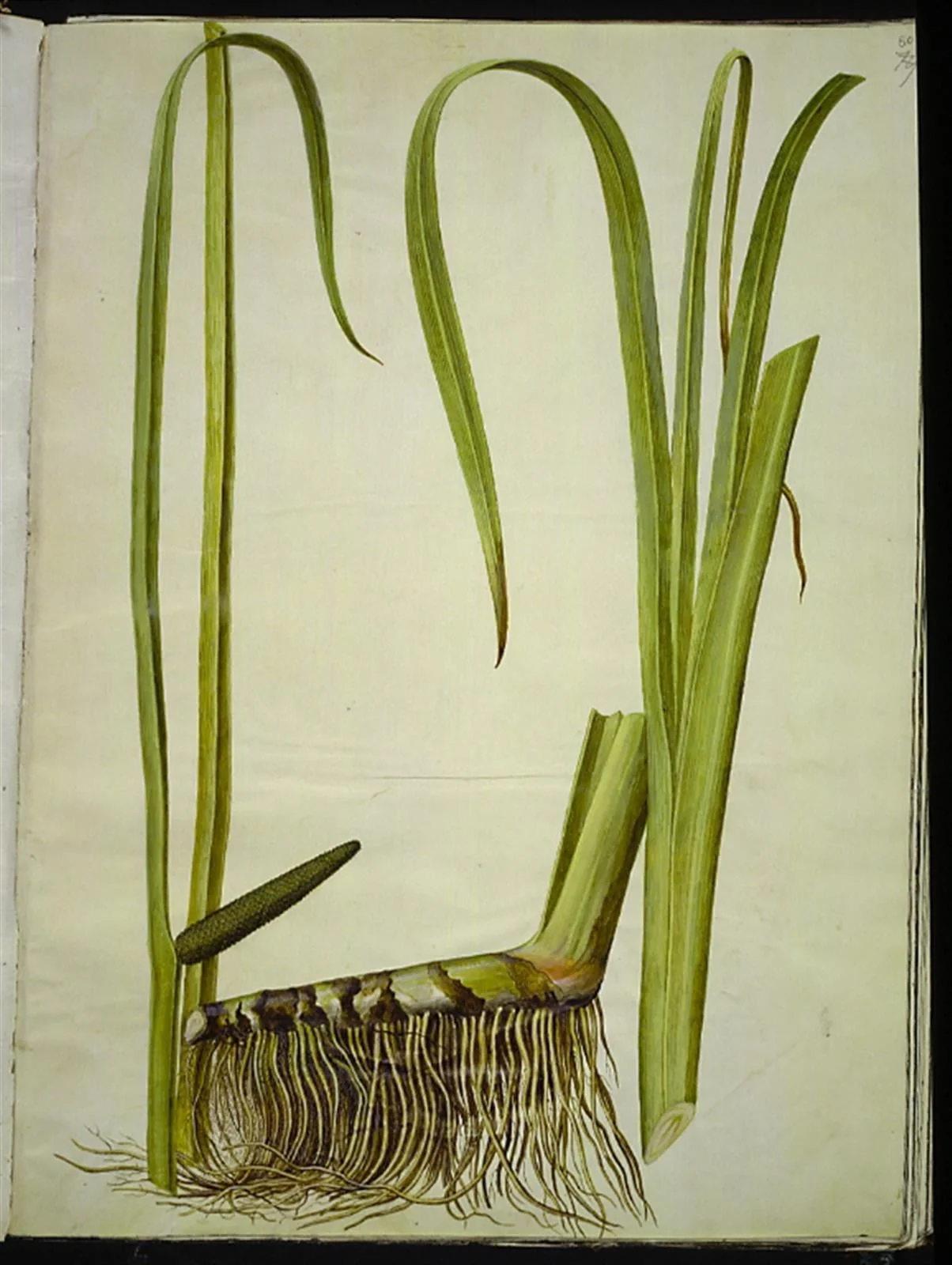 Acorus calamus (almindelig kalmus), detail