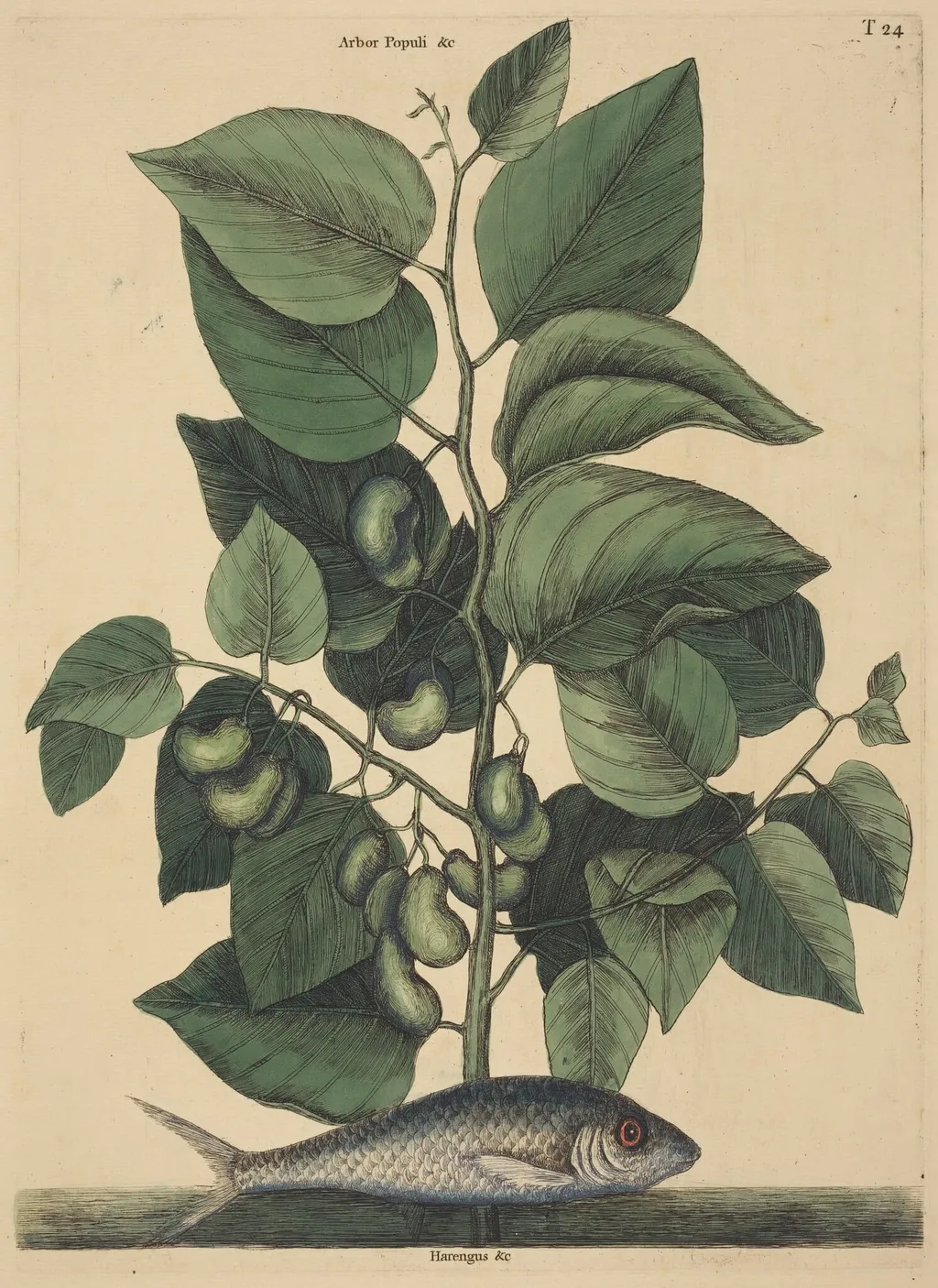 The Pilchard (Argentina carolina), by Mark Catesby, ink, 1737
