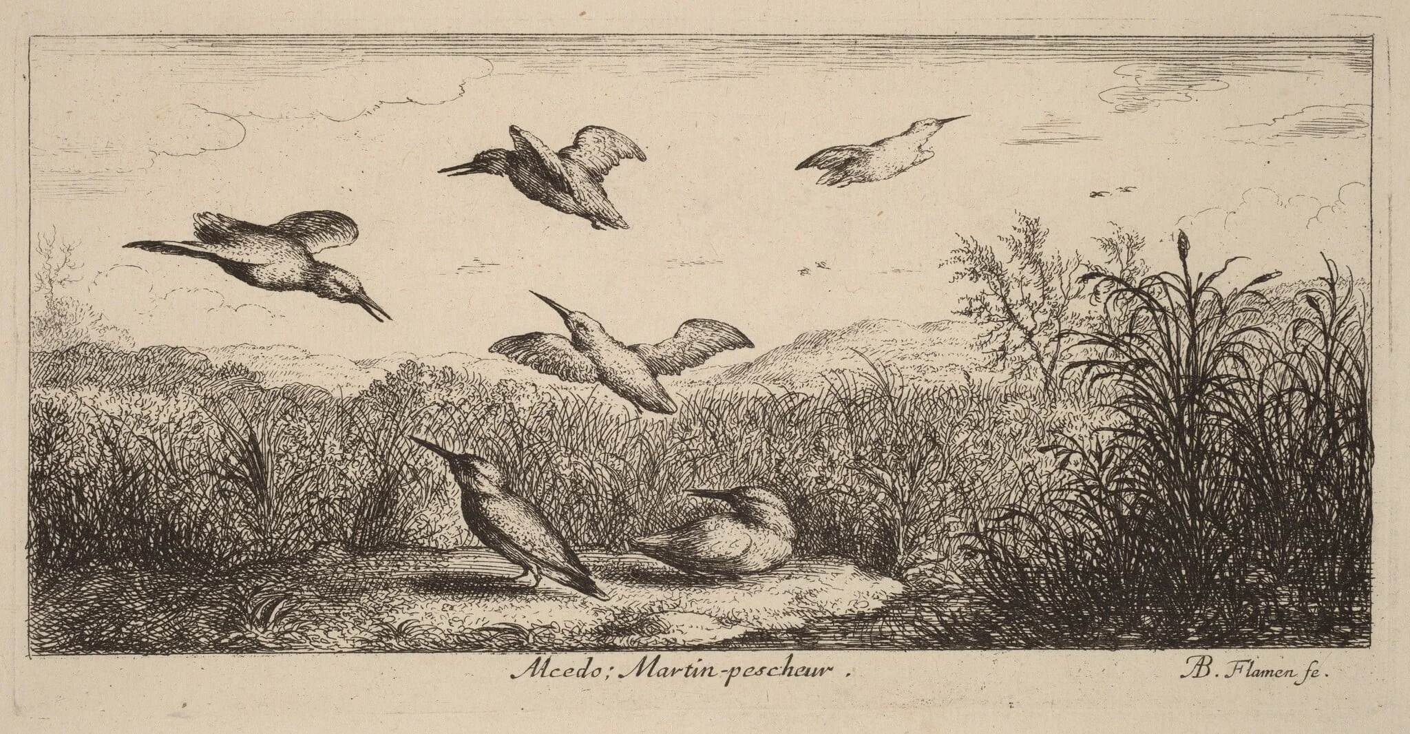Alcedo, The Kingfisher, detail