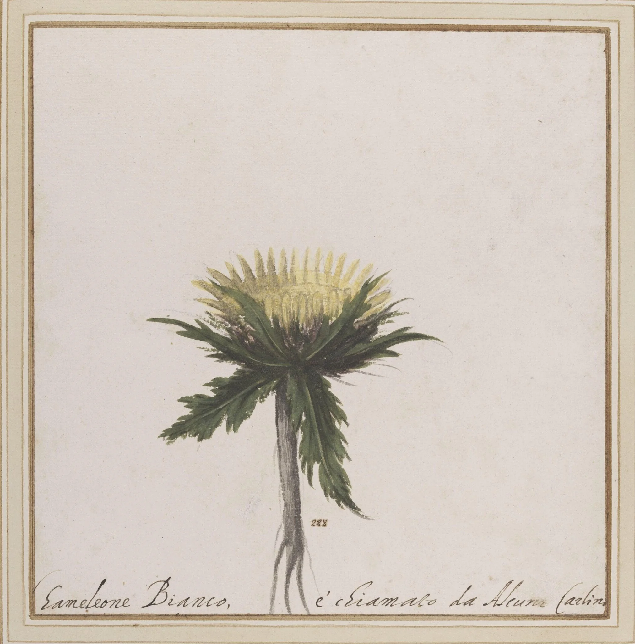 The Carline thistle, detail