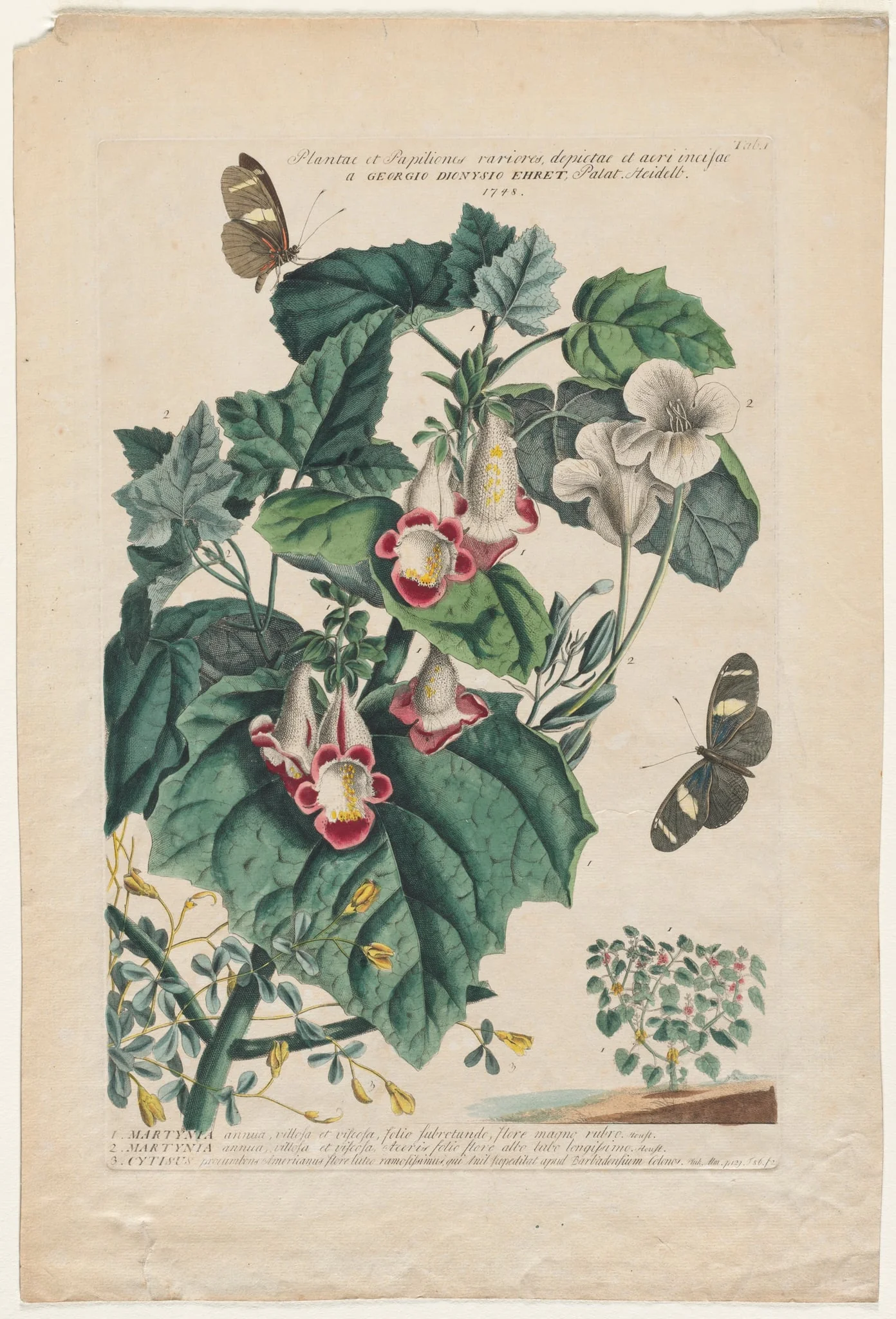 Plantae et Papiliones rariores: Martynia, detail