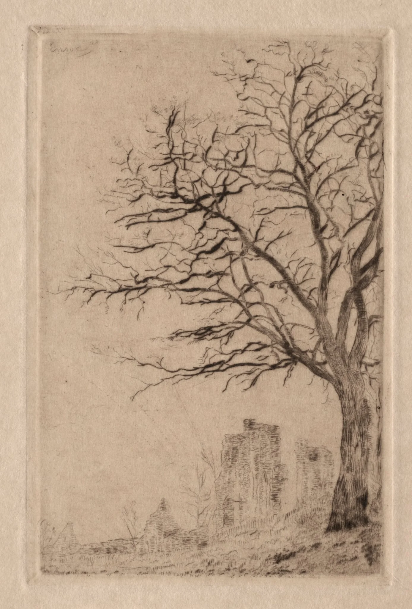 Acacia, detail