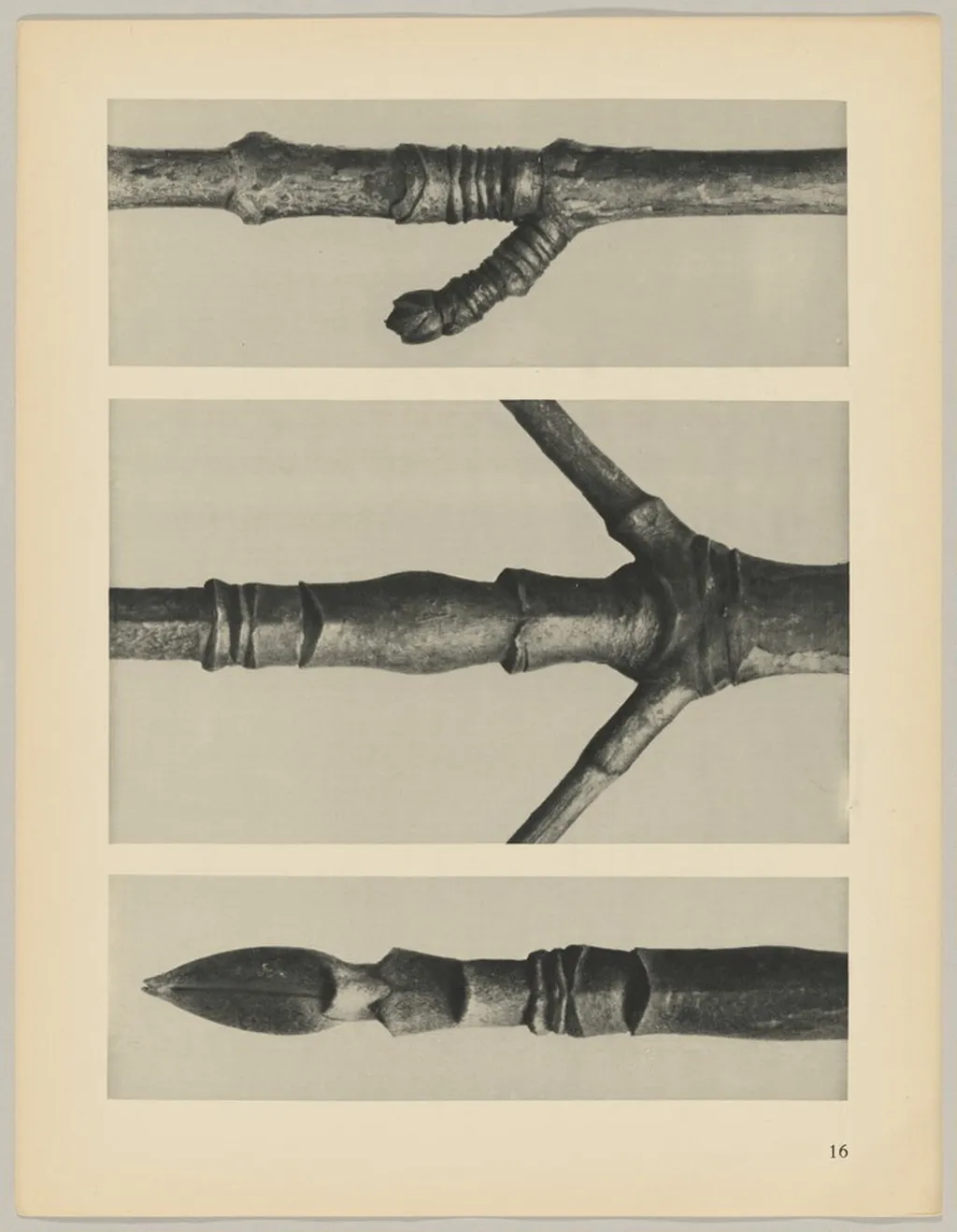 a Cornus Nuttallii; b Cornus Nuttallii; c Acer, by Karl Blossfeldt, 1928