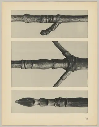 a Cornus Nuttallii; b Cornus Nuttallii; c Acer, by Karl Blossfeldt, 1928