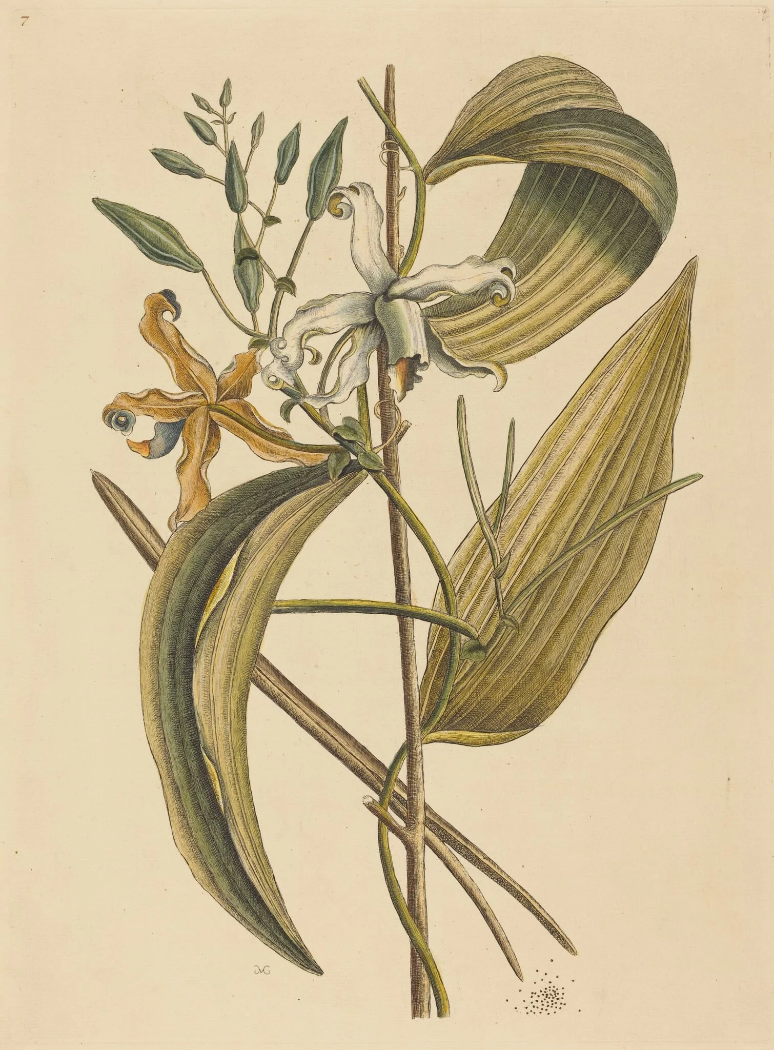 The Vanelloe (Epidendrum Vanilla), detail