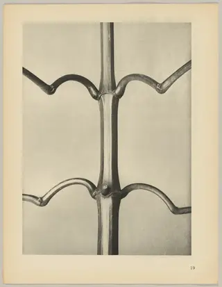 Imatiens glanduligera, by Karl Blossfeldt, 1928