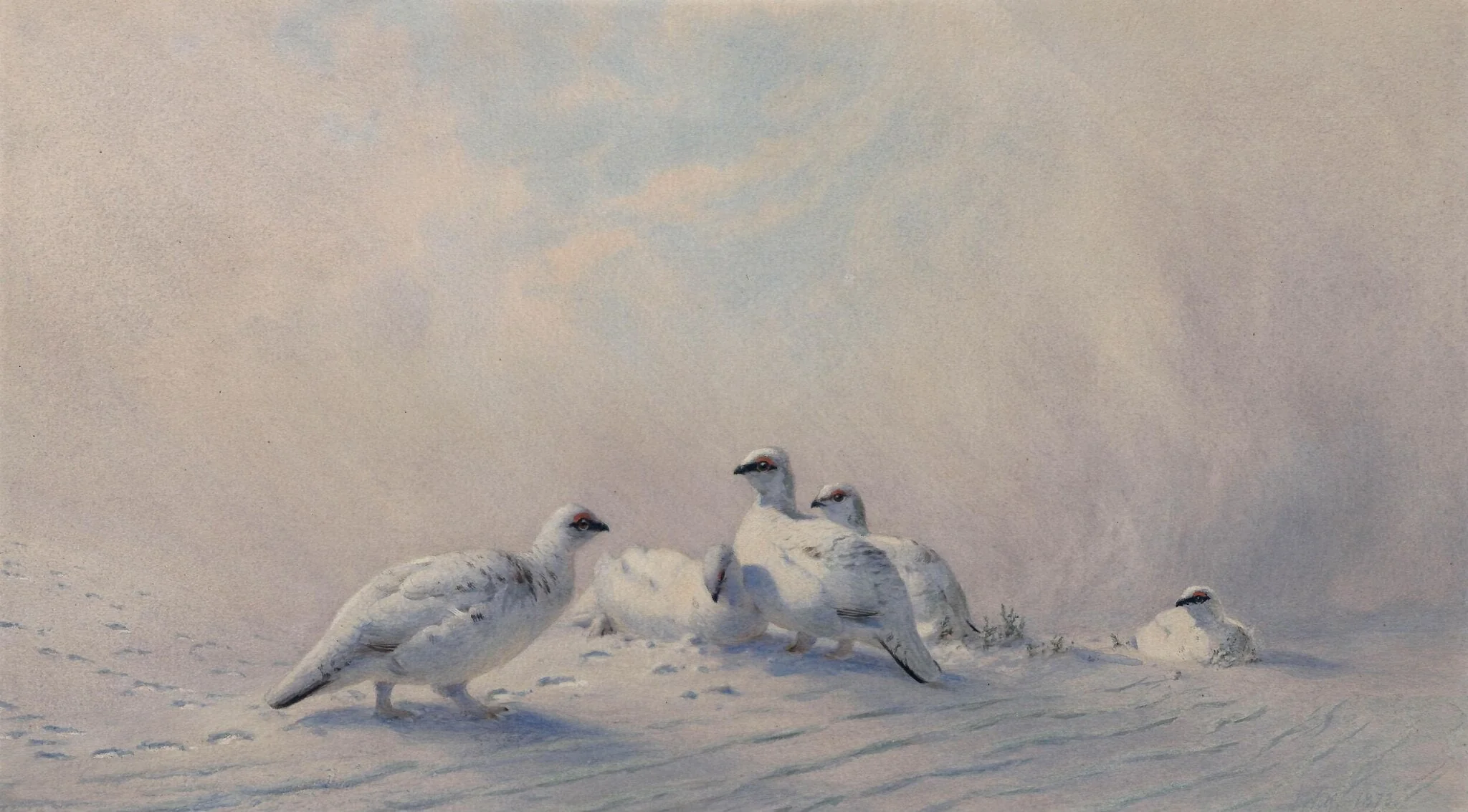 Ptarmigan: Winter, detail